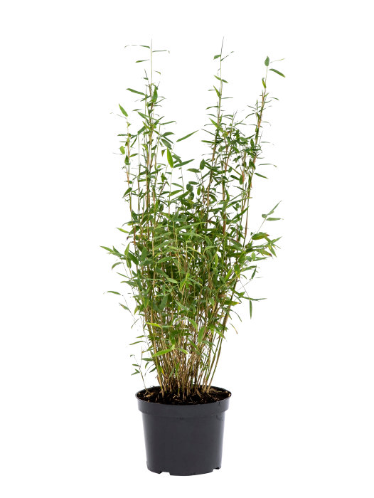 Bambu Rufa/Simba 23 cm